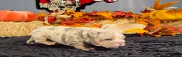 English Bulldog dogs for sale: English Bulldog 1 - Ad 7