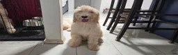 Goldendoodle dogs for sale: Maty - Ad 1