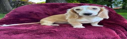 Miniature Dachshund dogs for sale: Lilly  - Ad 5