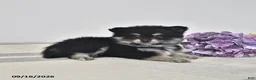 Pomeranian dogs for sale: Arnie - Ad 3