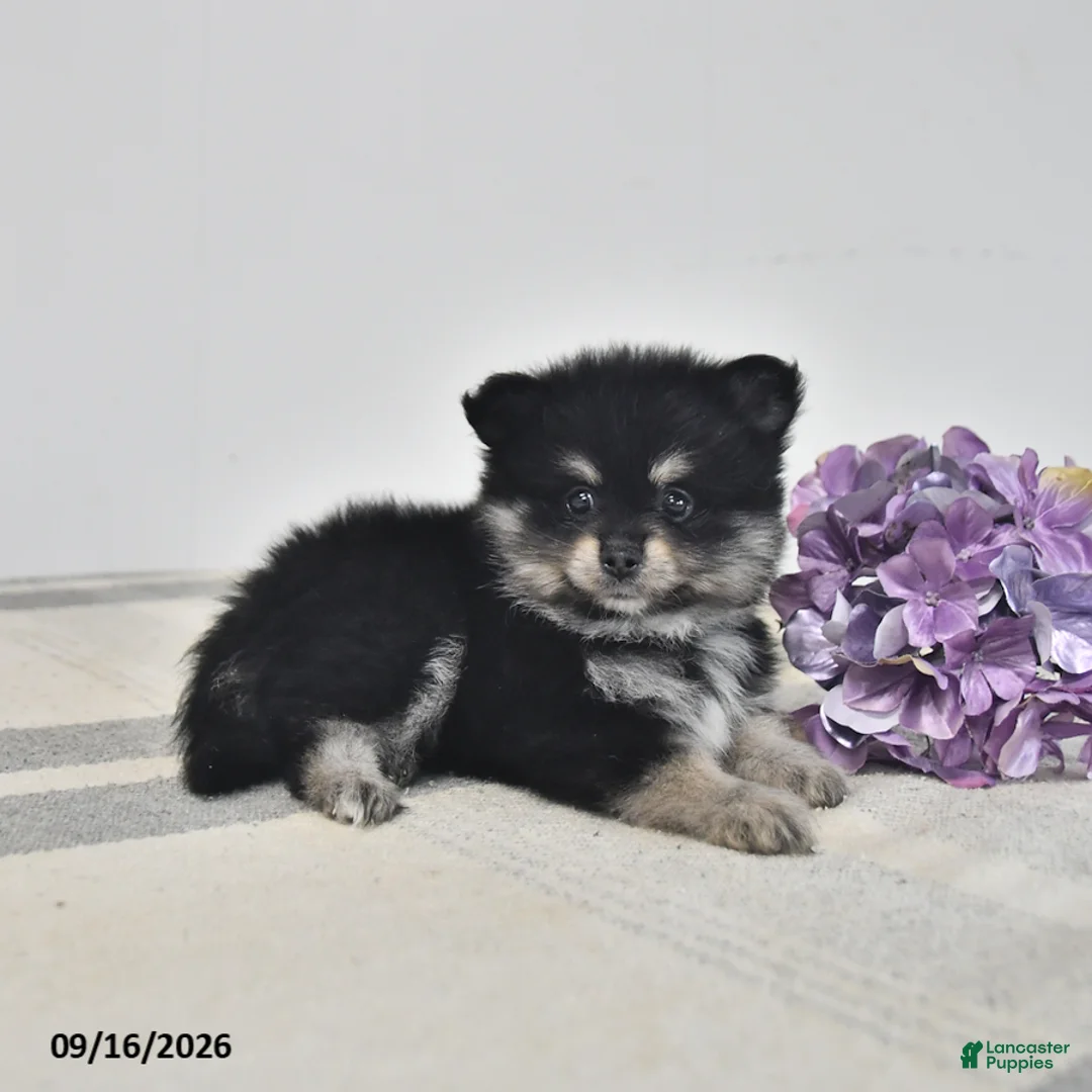 Pomeranian dogs for sale: Arnie - Ad 3