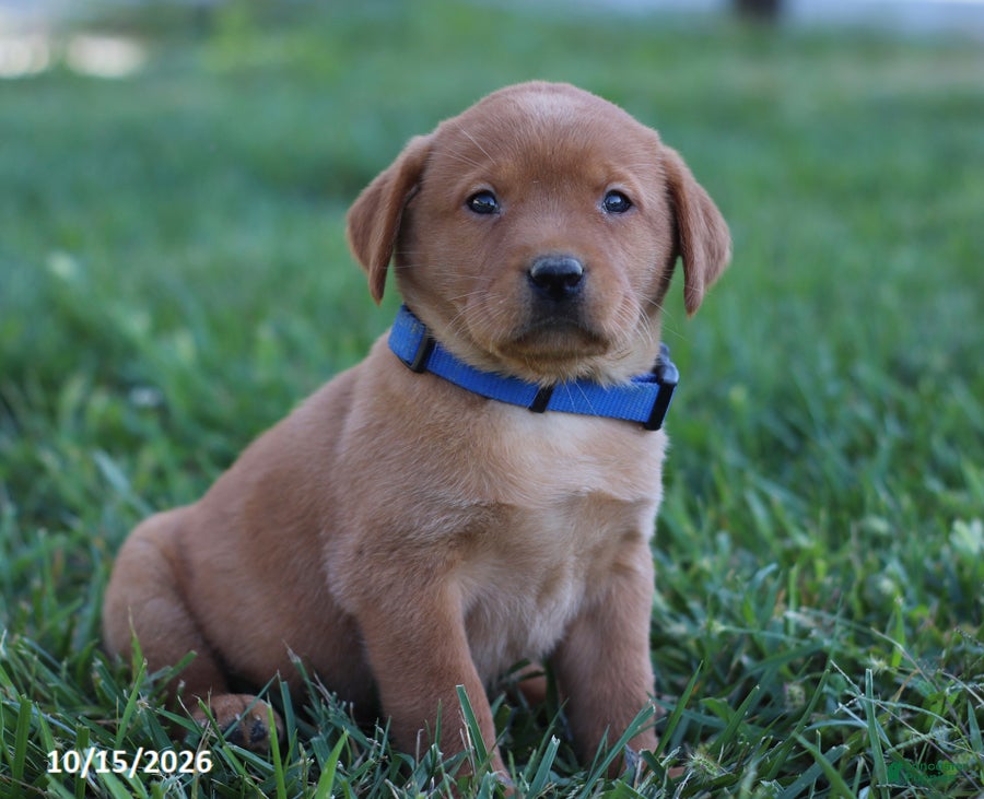 Labrador Retriever dogs Ruby - Ad 1
