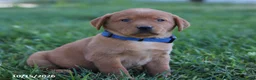 Labrador Retriever dogs for sale: Ruby - Ad 1