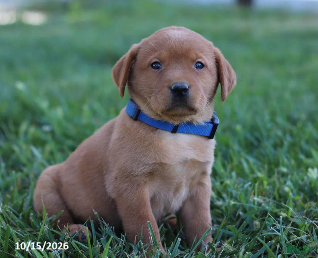 Labrador Retriever dogs for sale: Ruby - Ad 1