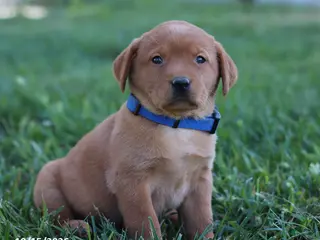 Labrador Retriever dogs Ruby - Ad 1