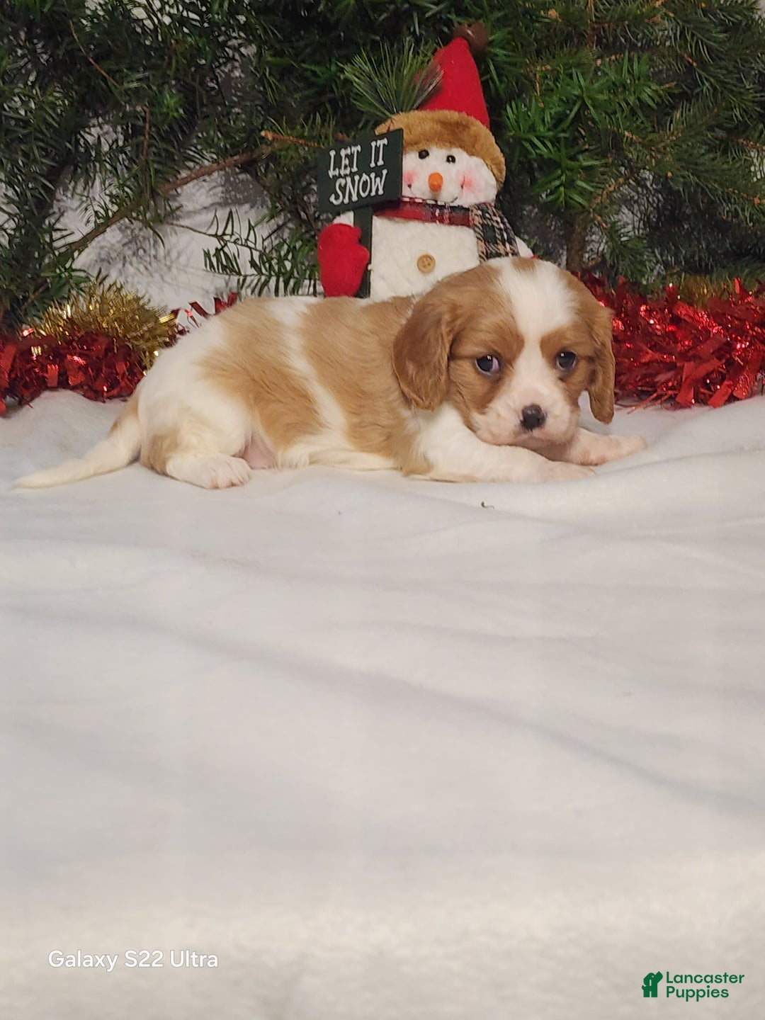 Cavalier King Charles Spaniel dogs for sale: Jill - Ad 1