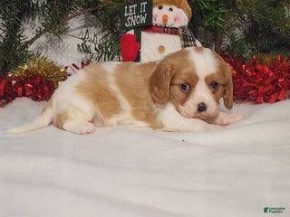 Cavalier King Charles Spaniel dogs Jill - Ad 32