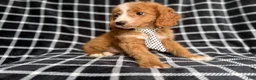 Cockapoo dogs for sale: Jett - Ad 3