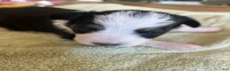 Mixed Breed dogs for sale: Max - Ad 4