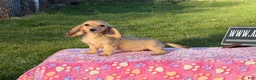 Miniature Dachshund dogs for sale: Cream - Ad 5