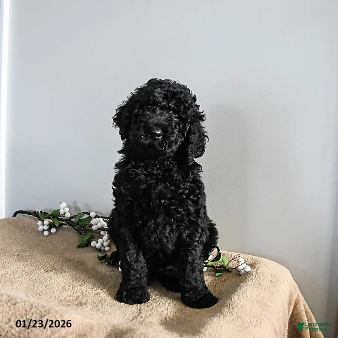 Standard Poodle dogs for sale: Vermont - Ad 3