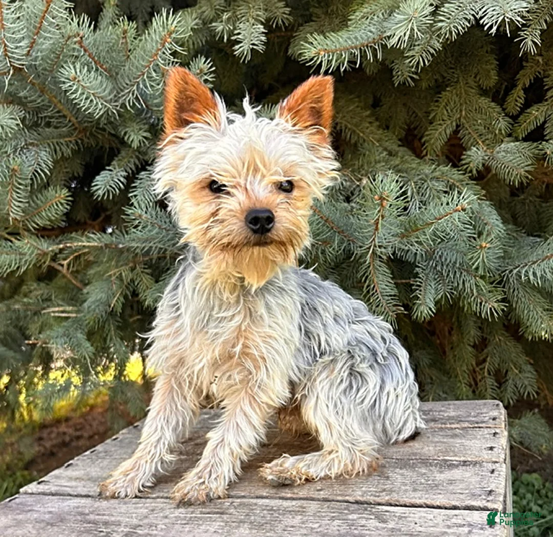 Shorkie dogs for sale: Lacey - Ad 4