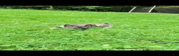 Norwegian Elkhound dogs for sale: Bubba - Ad 5