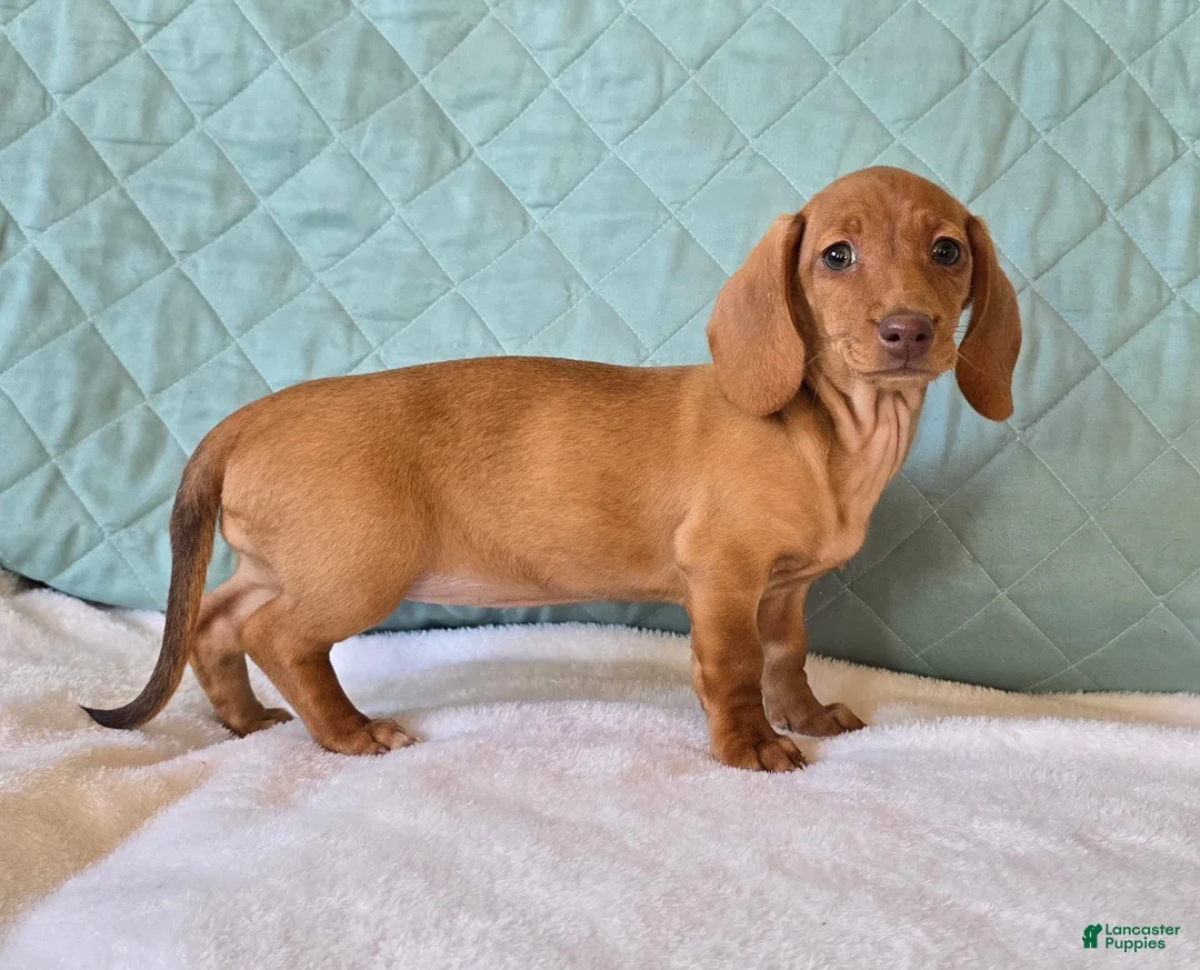 Miniature Dachshund dogs for sale: Faline - Ad 8