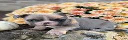 French Bulldog dogs for sale: French Bulldog 2 - Ad 6