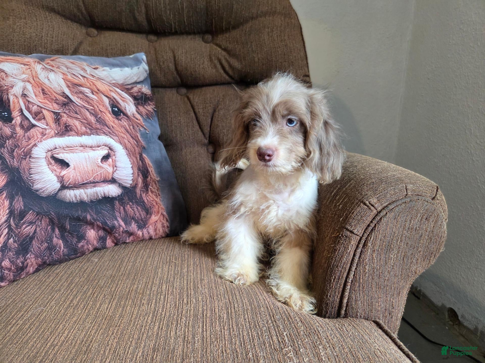 Miniature Poodle dogs Doodle SALE - Ad 1
