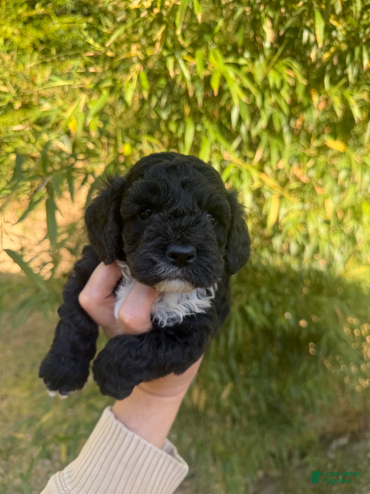 Cockapoo dogs Cockapoo Puppy 2 - Ad 2