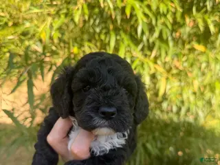 Cockapoo dogs Cockapoo Puppy 2 - Ad 2