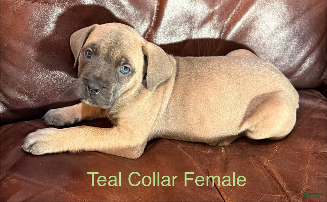 Cane Corso dogs for sale: Aqua Collar  F Cane Corso Puppy  - Ad 8