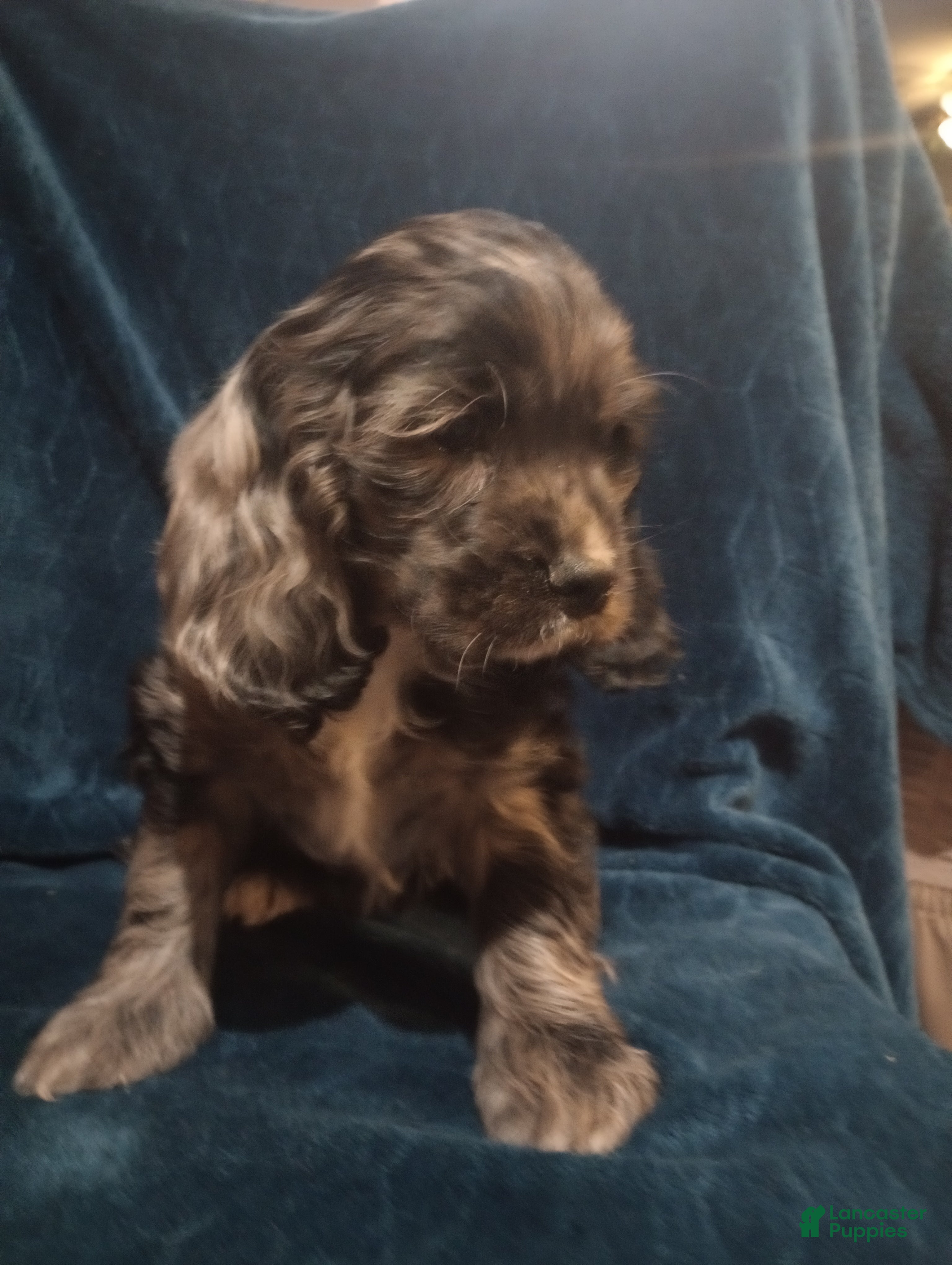 Cocker Spaniel dogs Tucker - Ad 1