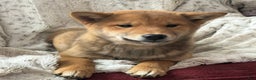 Shiba Inu dogs for sale: Shiba Inu Puppy 1 - Ad 5