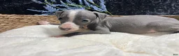 Italian Greyhound dogs for sale: Italian Greyhound 3 - Ad 3