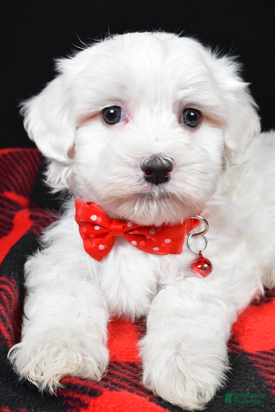 Maltese dogs for sale: Hector - Ad 5
