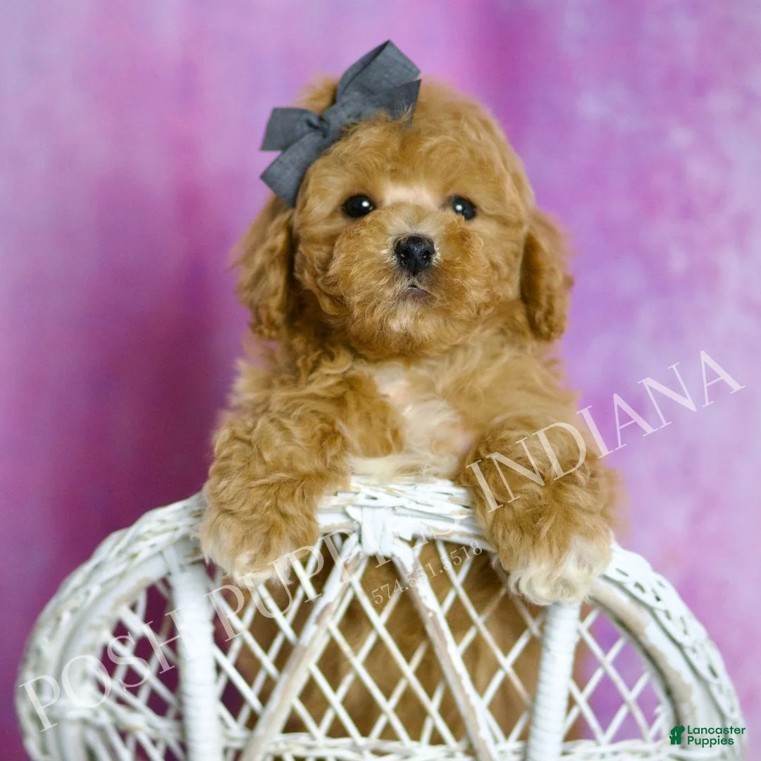 Toy Poodle dogs for sale: Blake - Ad 1
