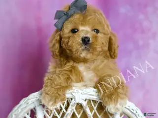 Toy Poodle dogs Blake - Ad 2