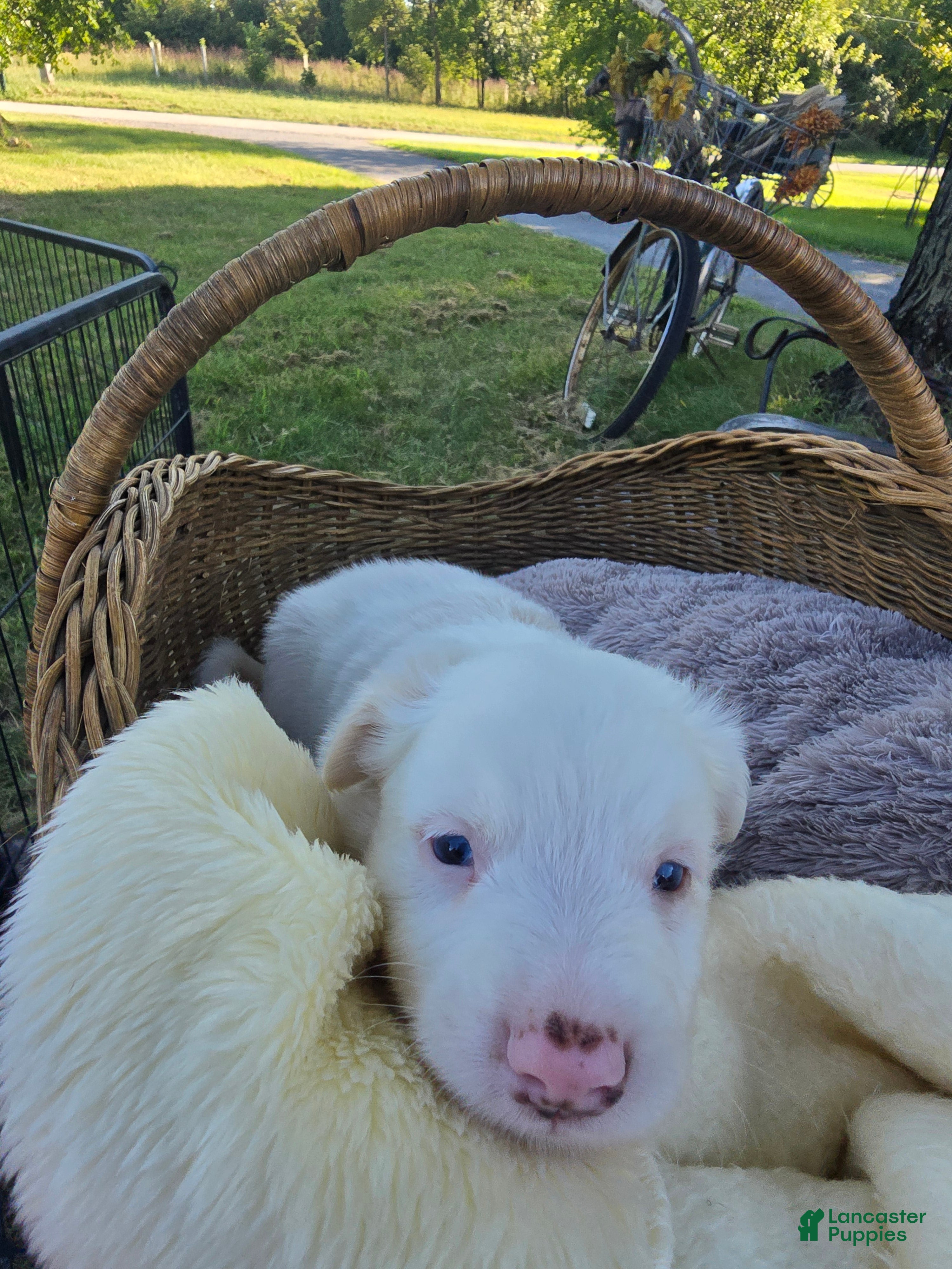 Miniature Australian Shepherd dogs Miniature Australian Shepherd 2 - Ad 1