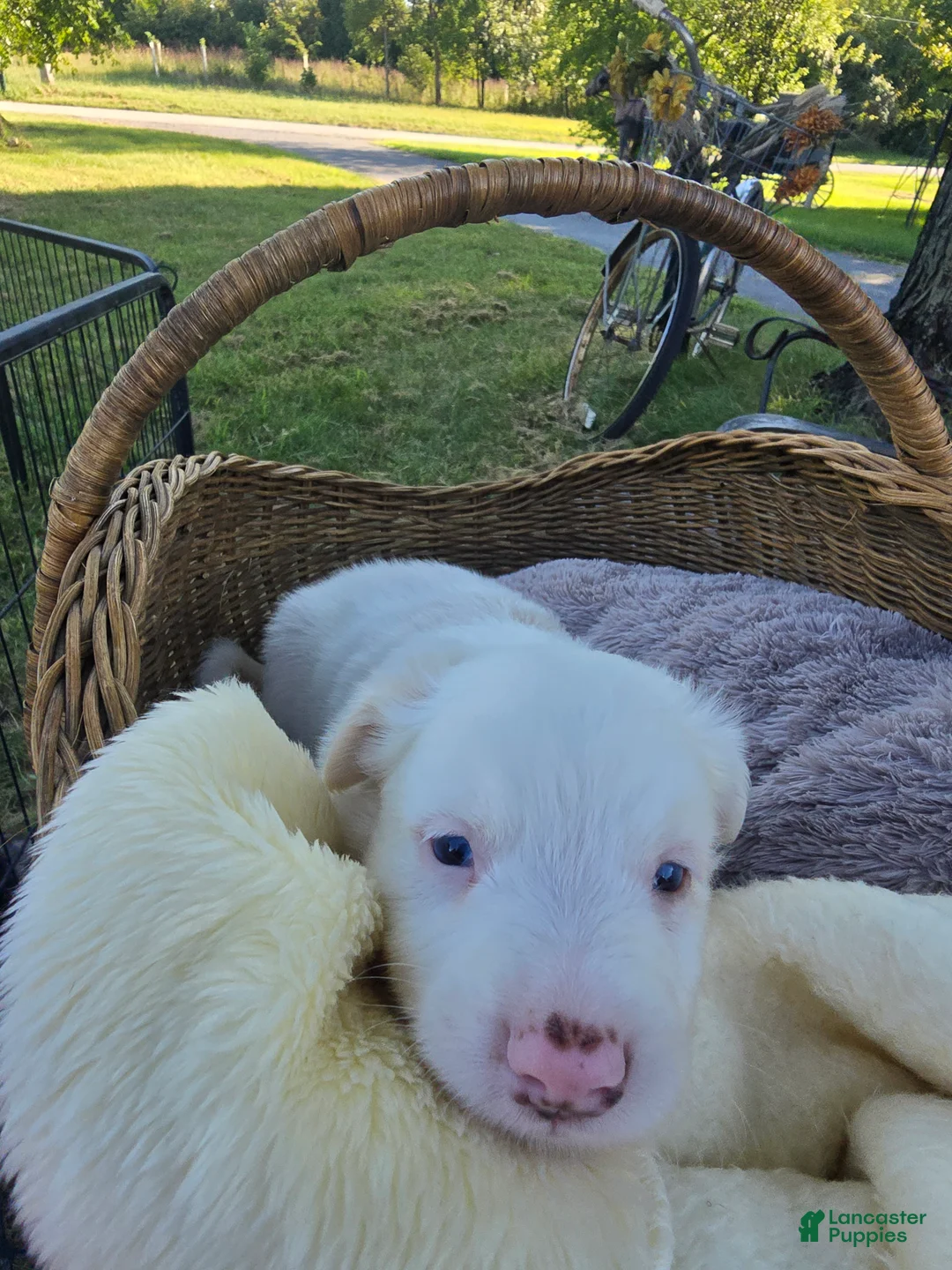 Miniature Australian Shepherd dogs for sale: Miniature Australian Shepherd 2 - Ad 1