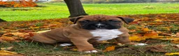 Boxer dogs for sale: Jace - Ad 4