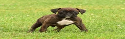 Boxer dogs for sale: Ebony - Ad 8