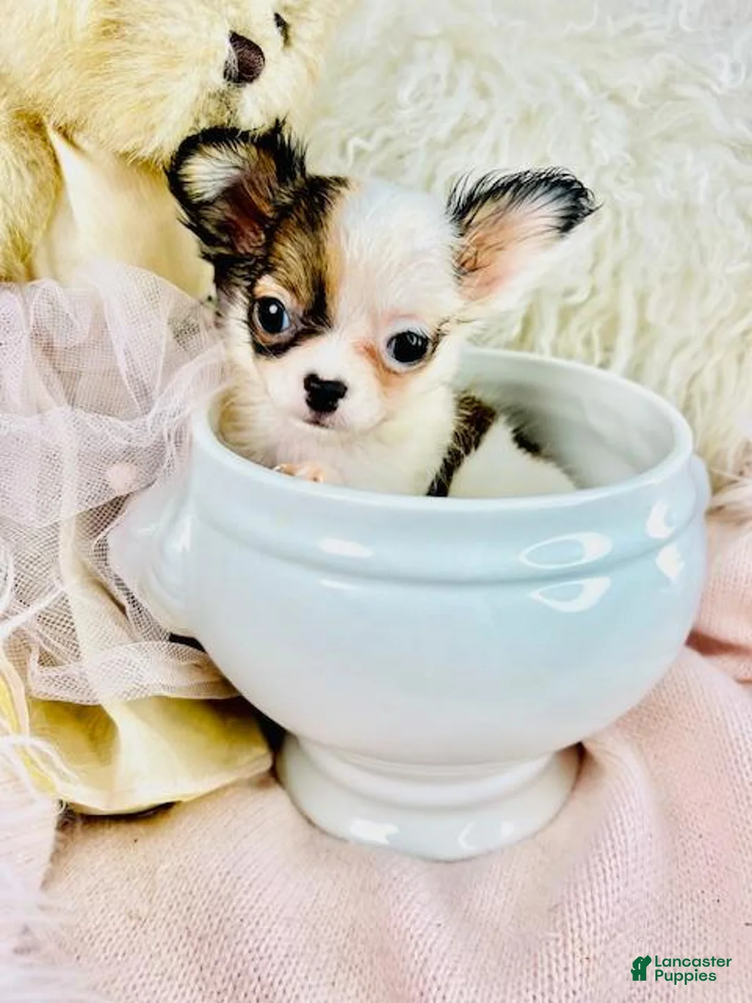 Chihuahua dogs for sale: Teacup Pocketbook Chihuahua  - Ad 6