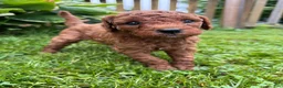 Mini Goldendoodle dogs for sale: Daisy - Ad 6