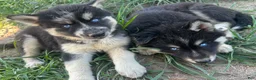 Siberian Husky dogs for sale: Siberian Husky 5 - Ad 3