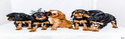 Cavalier King Charles Spaniel dogs for sale: Cocoa - Ad 15