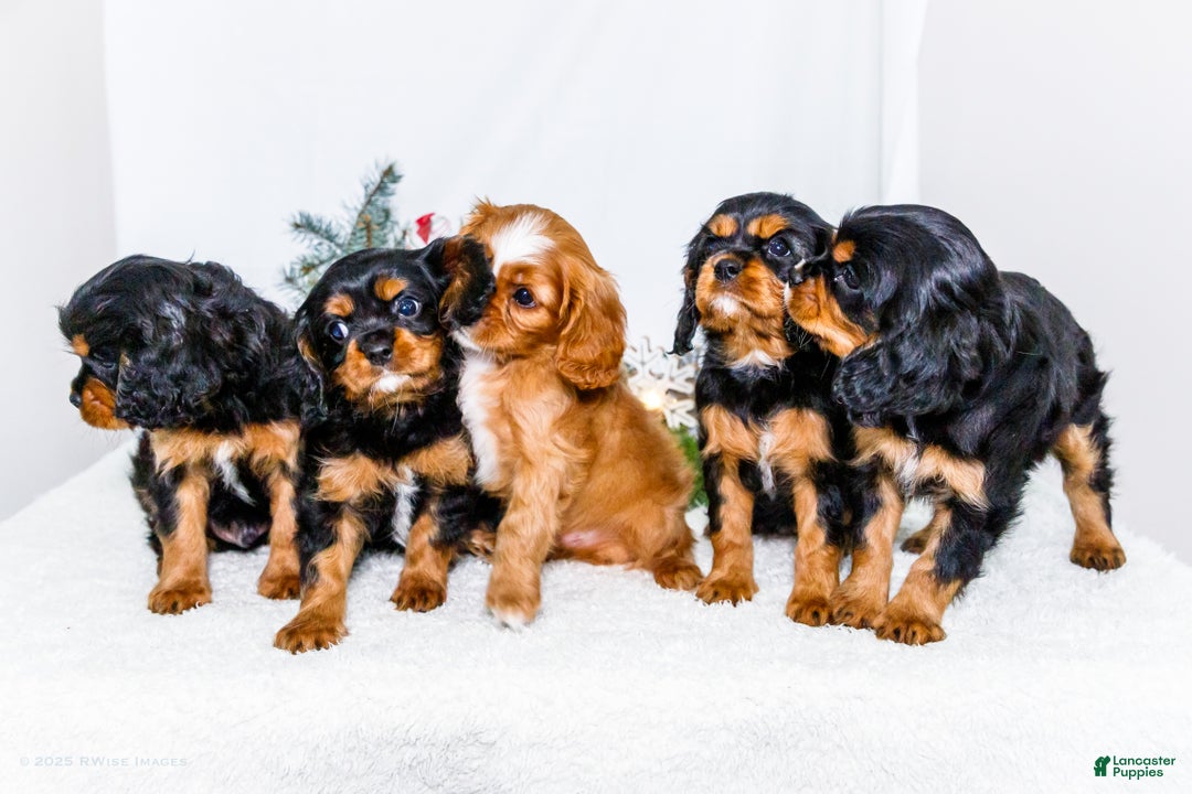 Cavalier King Charles Spaniel dogs for sale: Cocoa - Ad 15