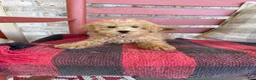 Mixed Breed dogs for sale: Mario - Ad 3