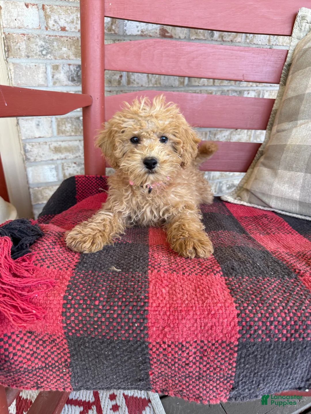 Mixed Breed dogs for sale: Mario - Ad 3