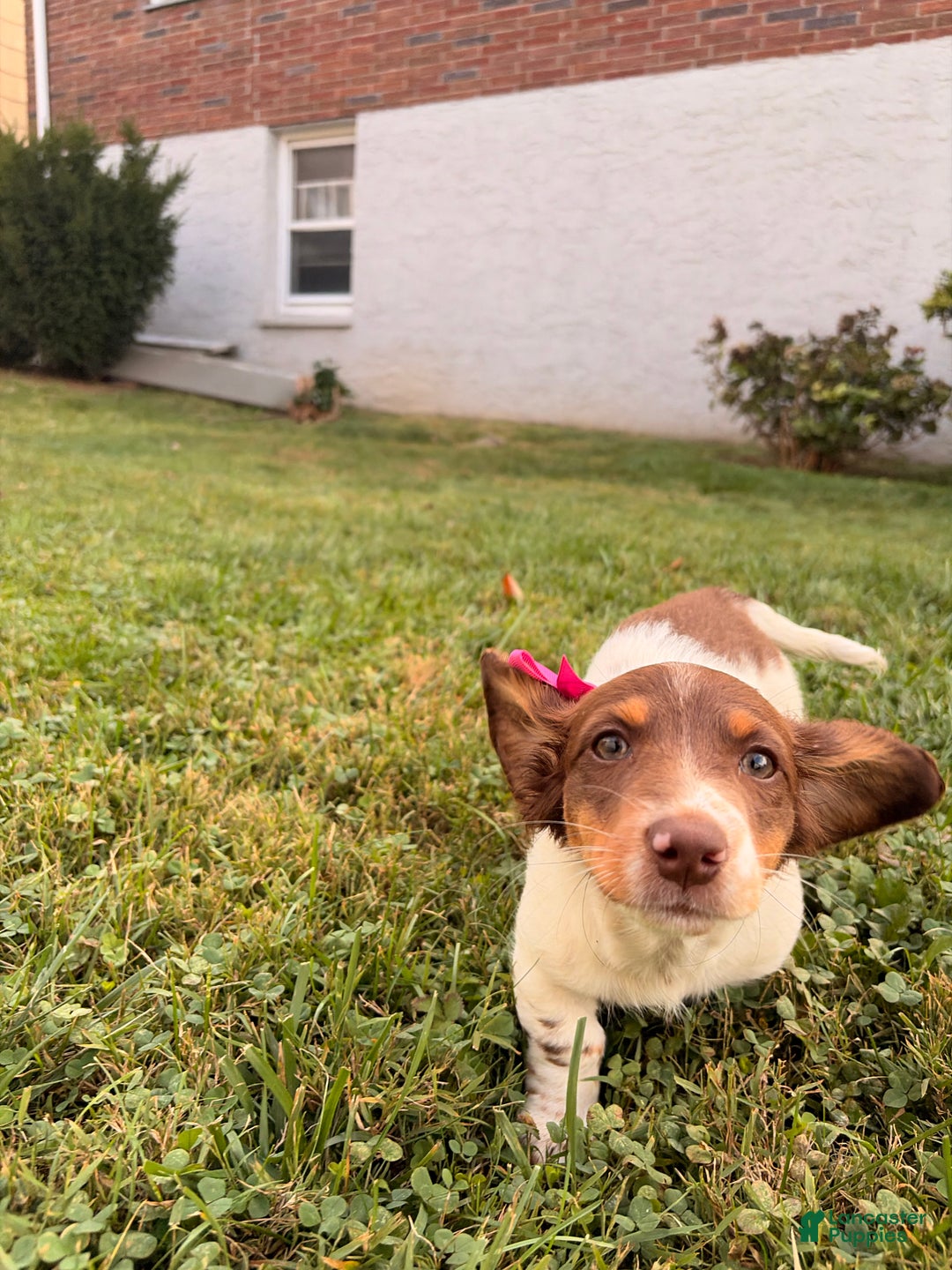 Miniature Dachshund dogs for sale: Nori - Ad 2