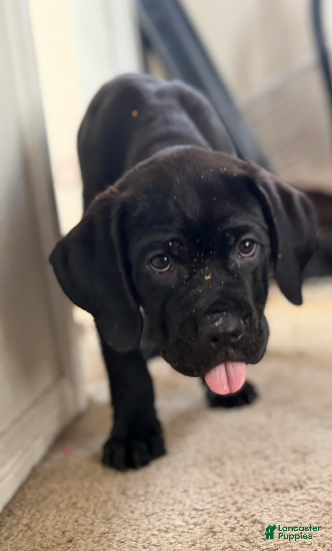 Cane Corso dogs for sale: Cane Corso 6 - Ad 1