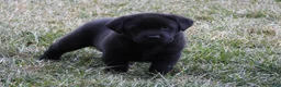 Labrador Retriever dogs for sale: Luke - Ad 8
