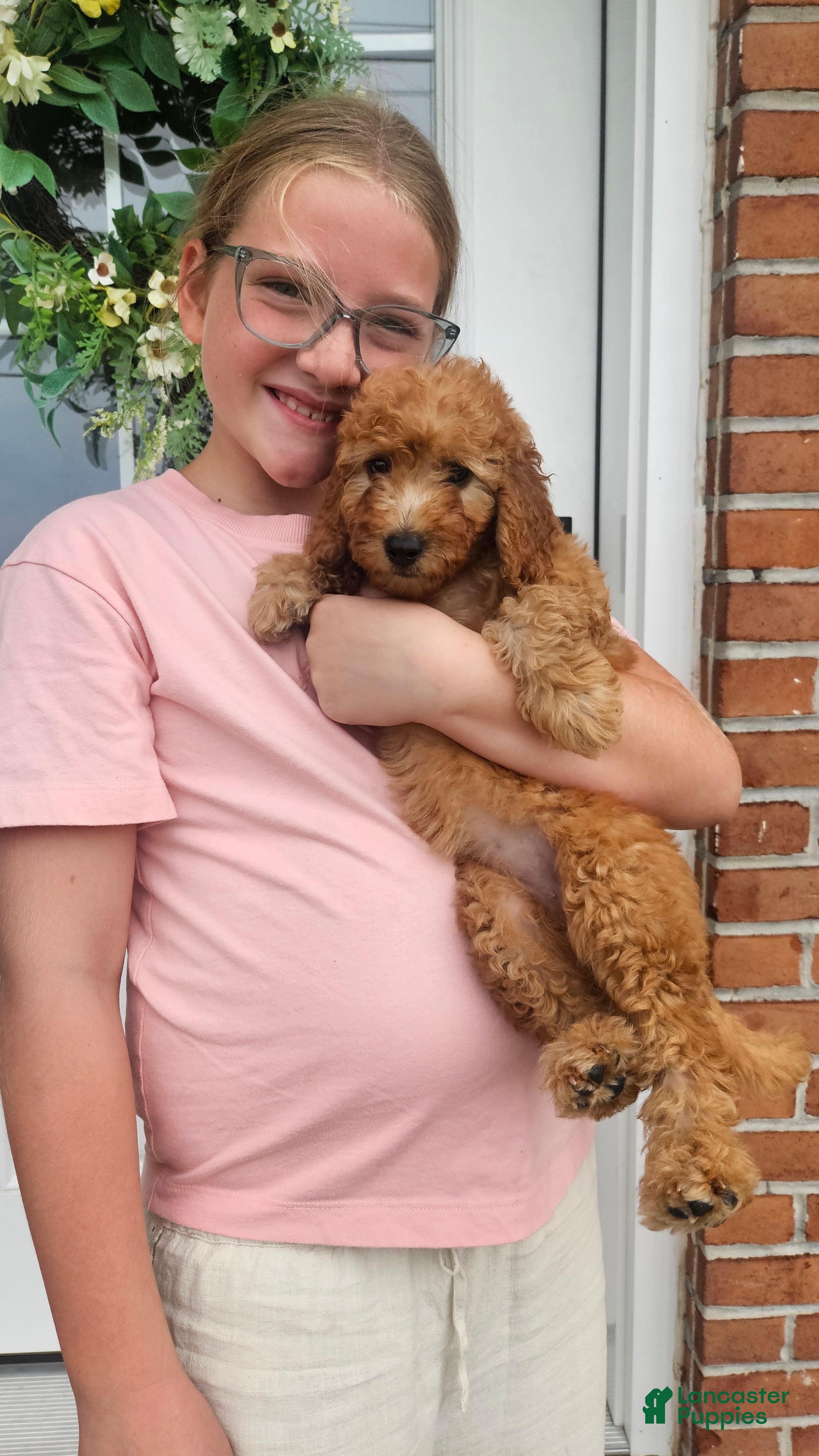 Mini Goldendoodle dogs Cutie - Ad 2
