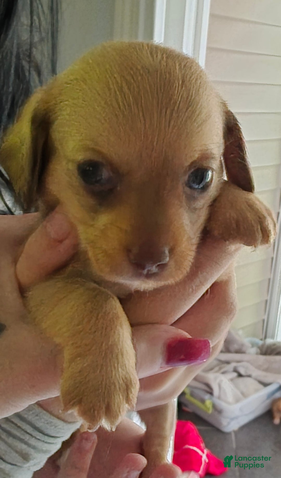 Mixed Breed dogs for sale: Ginger - Ad 6