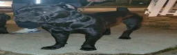 Cane Corso dogs for sale: Cane Corso Puppy 3 - Ad 3