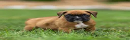 Boxer dogs for sale: Nettie Boxer  - Ad 3