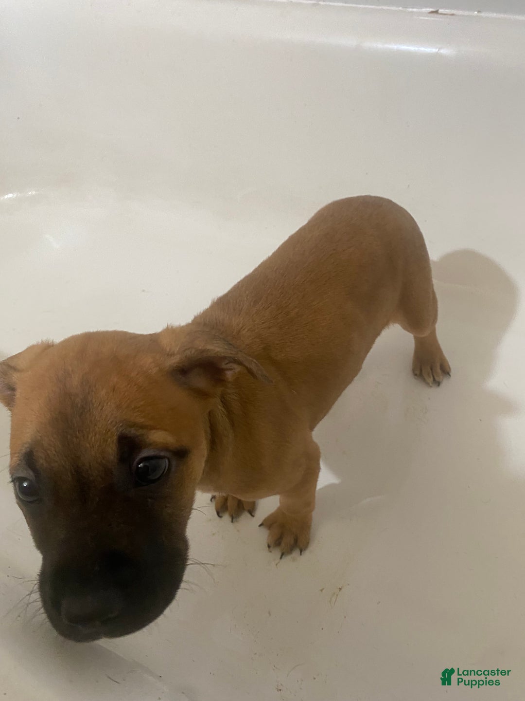 Mixed Breed dogs for sale: Gunhild - Ad 2