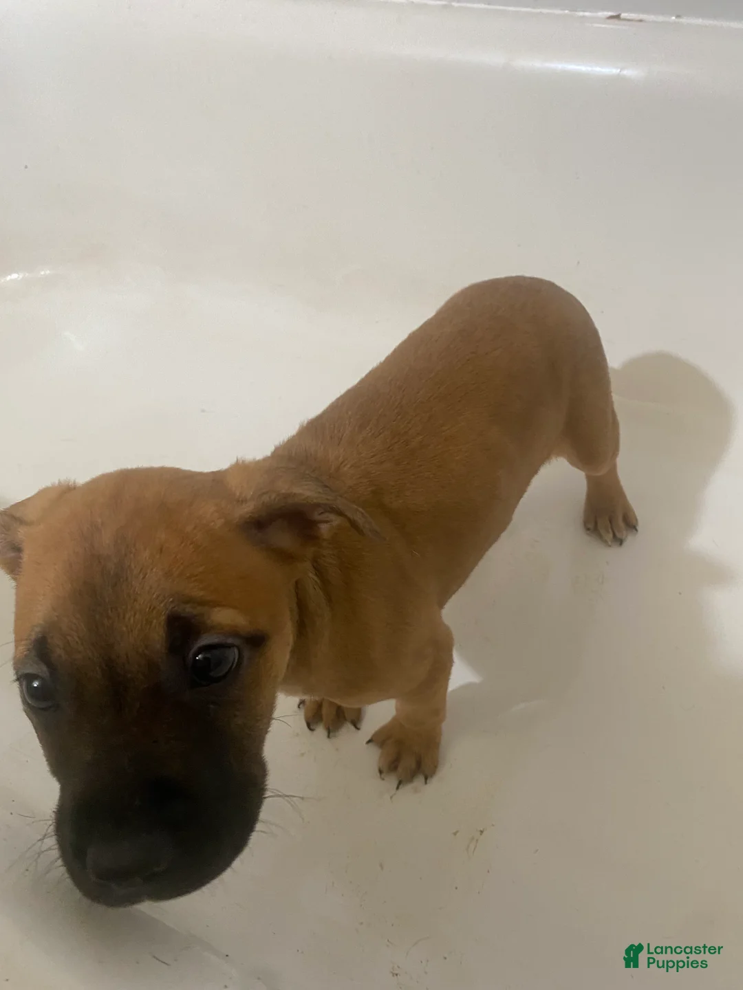 Mixed Breed dogs for sale: Gunhild - Ad 2