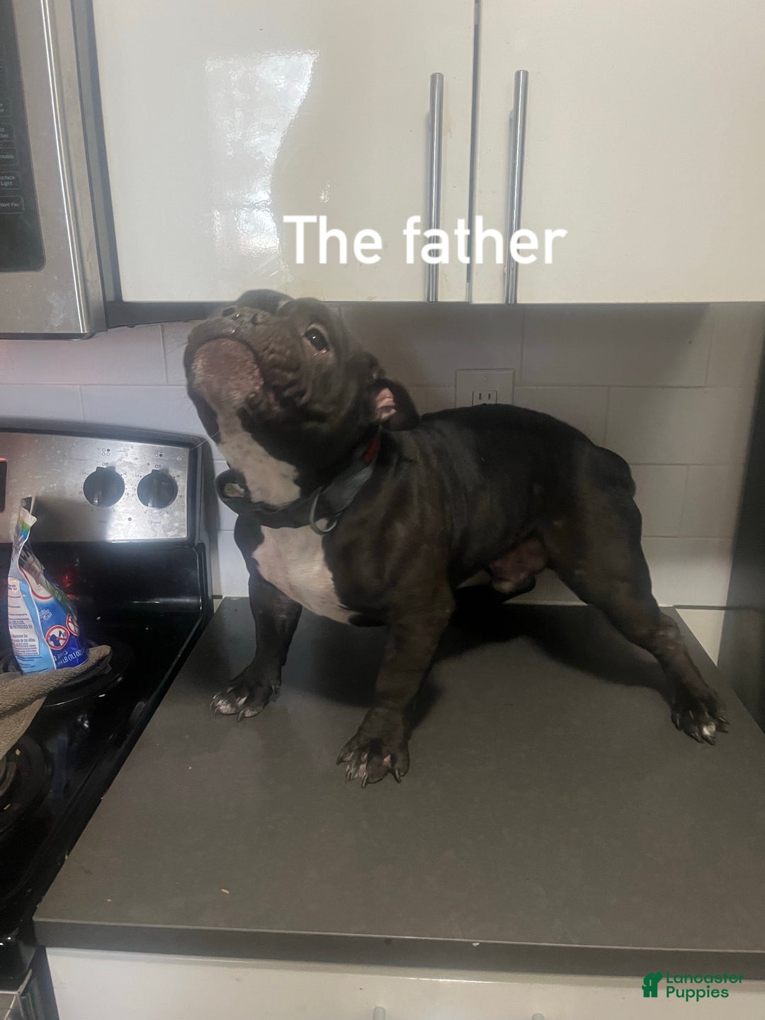 American Bully dogs for sale: American Bully Puppy 1 - Ad 5
